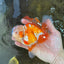 SHOW GRADE Won Runner 2nd Red White Oranda Male 5.5 inches Trophy Included #062025OR_01