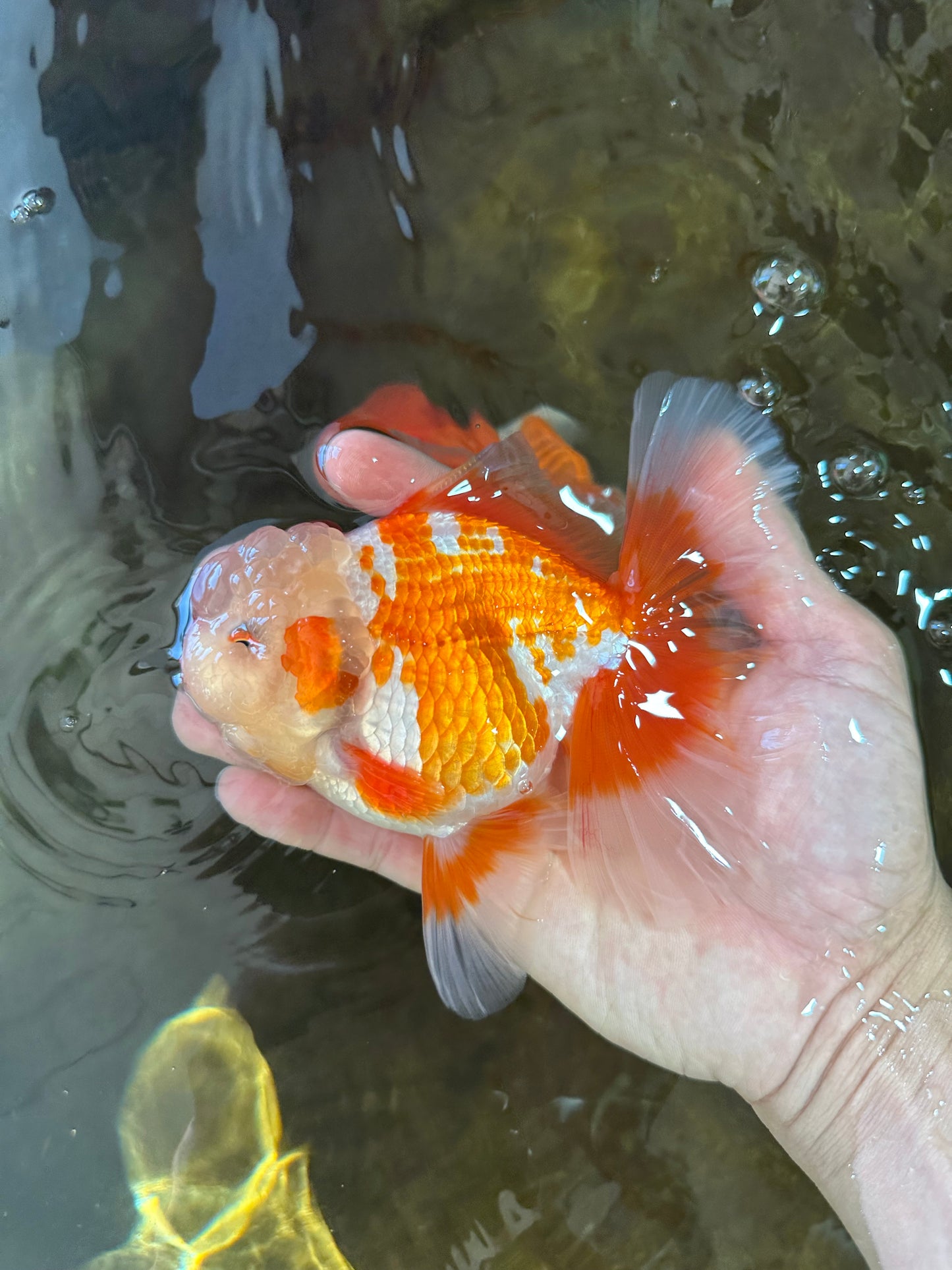 SHOW GRADE Won Runner 2nd Red White Oranda Male 5.5 inches Trophy Included #062025OR_01