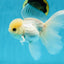 A Grade Lemonhead Button Eyes Oranda Male 5-5.5 inches #010325OR_10