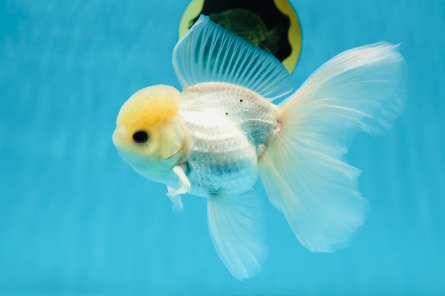 A Grade Lemonhead Button Eyes Oranda Male 5-5.5 inches #010325OR_10