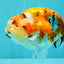 CHUBBY AAA Grade Diamond Scale Tricolor  Ranchu Male 5.5-6 inches #101626RC_26