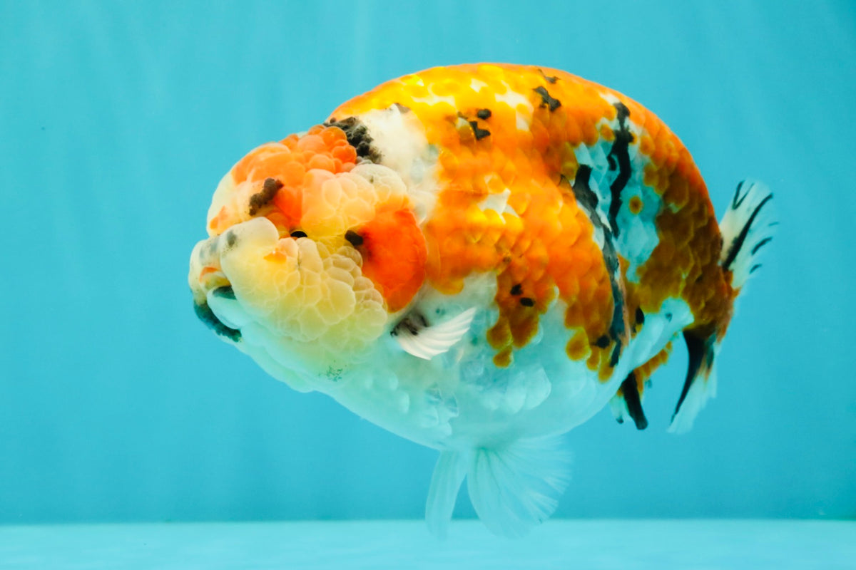 CHUBBY AAA Grade Diamond Scale Tricolor  Ranchu Male 5.5-6 inches #101626RC_26