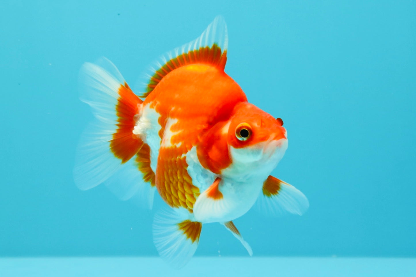 AAA Grade Red White Ryukin Male 4 inches #031326RK_30