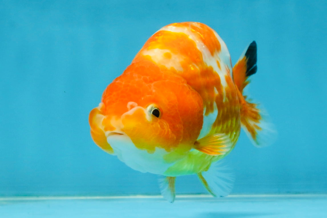 Sakura Chinese Ranchu Female 5 inches #120525RC_06