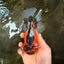 AAA Grade Apache Oranda Female 5.5-6 inches #071026OR_26