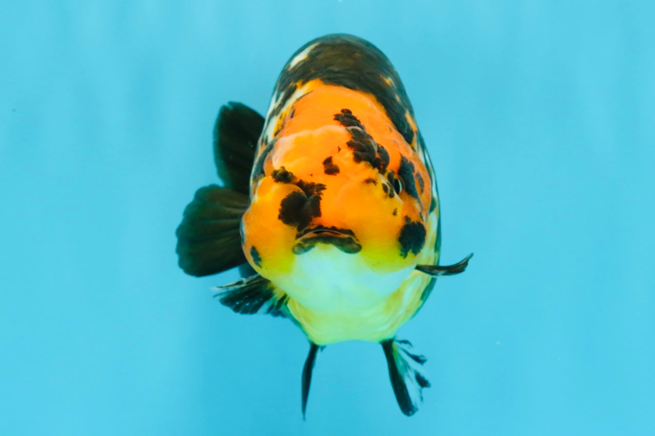 Tiger Chinese Ranchu Female 5.5 inches #022026RC_20