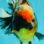 SPECIAL AAA Grade Special Kirin Oranda Male 7-7.5 inches #070326OR_04