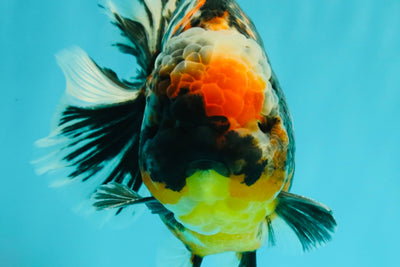 SPECIAL AAA Grade Special Kirin Oranda Male 7-7.5 inches #070326OR_04