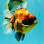 AAA Grade Jumbo Body Marble Sakura Oranda Male 6.5-7 inches #062626OR_02