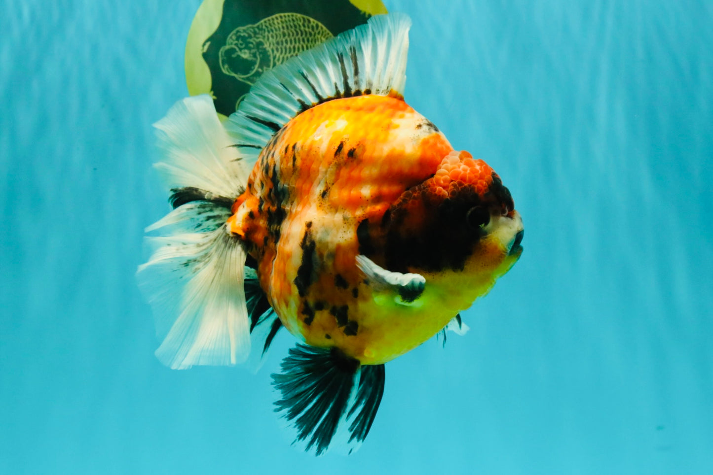 AAA Grade Jumbo Body Marble Sakura Oranda Male 6.5-7 inches #062626OR_02