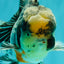 AAA Grade Super Special Marble Kirin Oranda Male 6 inches #061926OR_16