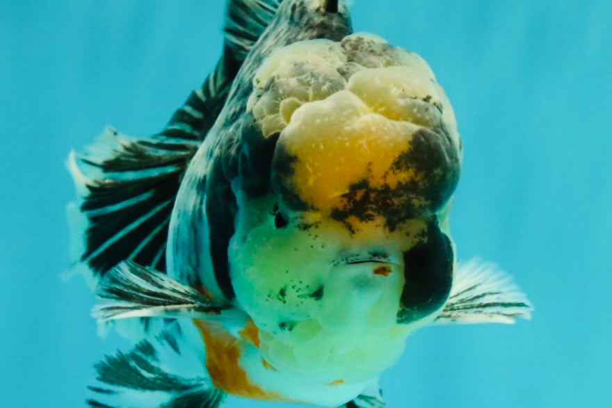 AAA Grade Super Special Marble Kirin Oranda Male 6 inches #061926OR_16