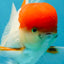 AAA Grade Red Cap Oranda Male 4.5-5 inches #050925OR_38