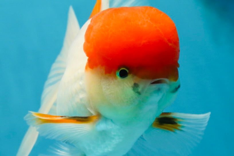 AAA Grade Red Cap Oranda Male 4.5-5 inches #050925OR_38