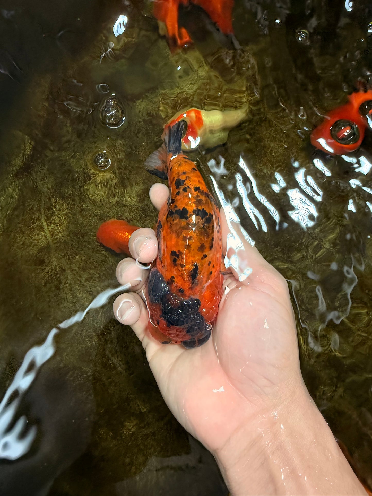 Tiger LionChu Female 5 inches #112825LC_14