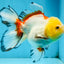 ADRORABLE Lemonhead Oranda Female 5-5.5 inches #091225OR_18