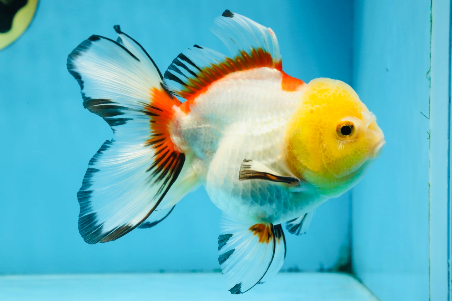 ADRORABLE Lemonhead Oranda Female 5-5.5 inches #091225OR_18