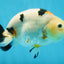 RARE Cow Chinese Ranchu Male 5-5.5 inches #120525RC_04