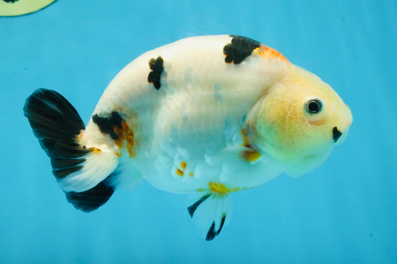 RARE Cow Chinese Ranchu Male 5-5.5 inches #120525RC_04