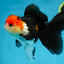 A Grade Tricolor Oranda Female 5.5-6 inches #081525OR_18