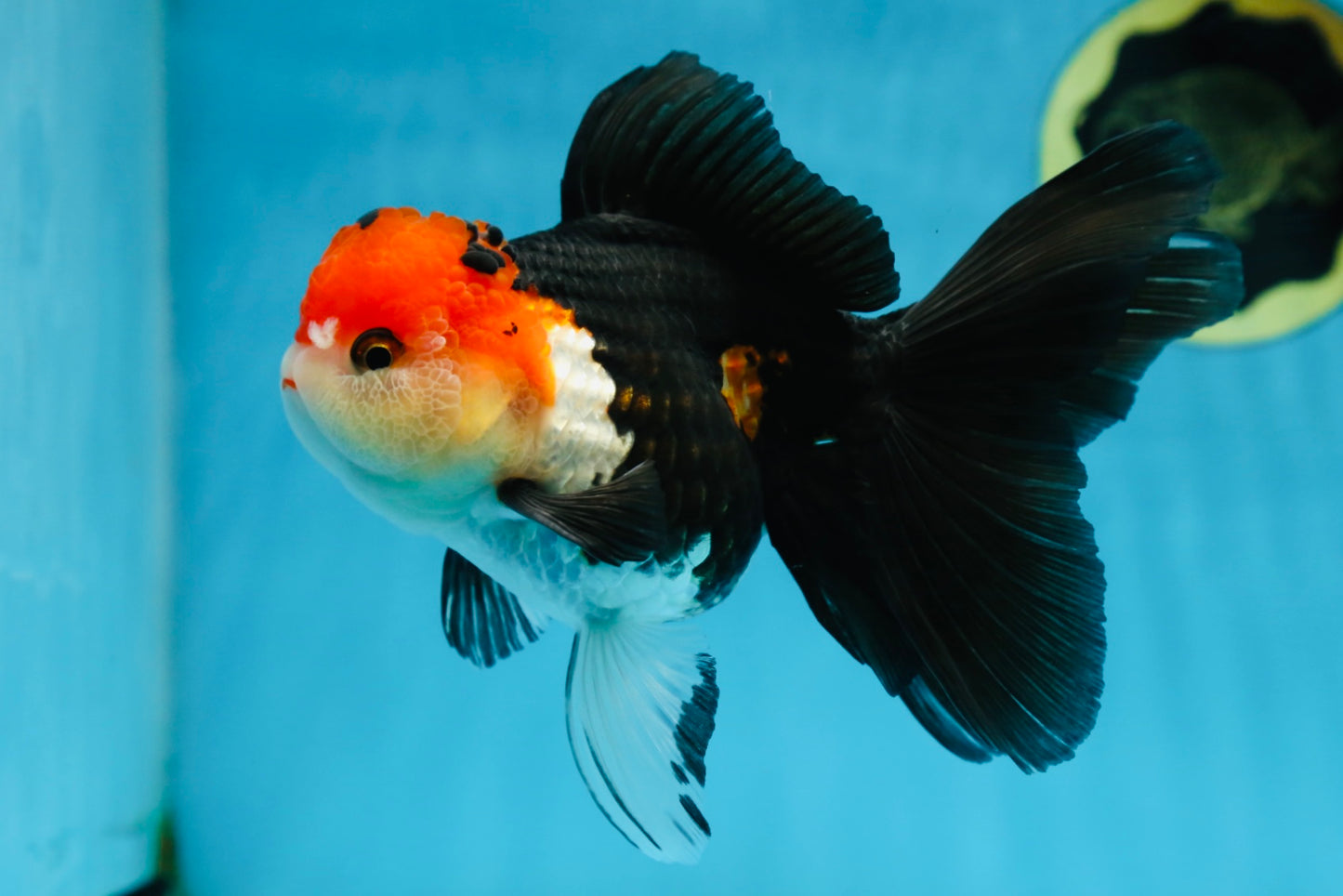 A Grade Tricolor Oranda Female 5.5-6 inches #081525OR_18