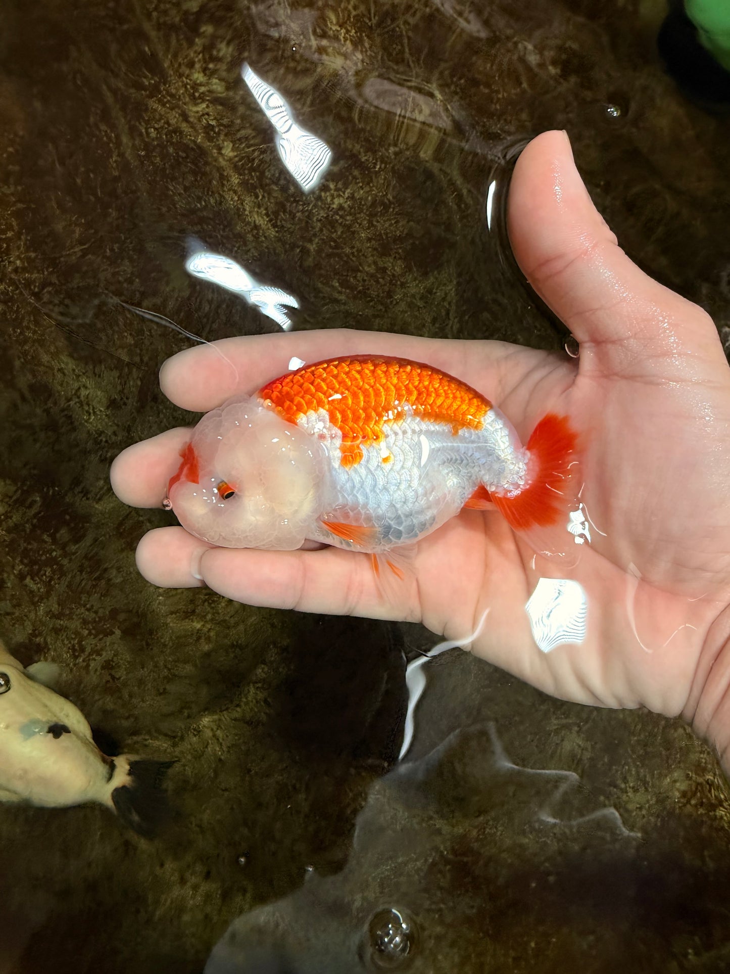 SANTA A Grade Red White LionQueen 4-4.5 inches #120525LC_12