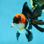 AAA Grade Tricolor Oranda Male 5.5 inches #052325_11