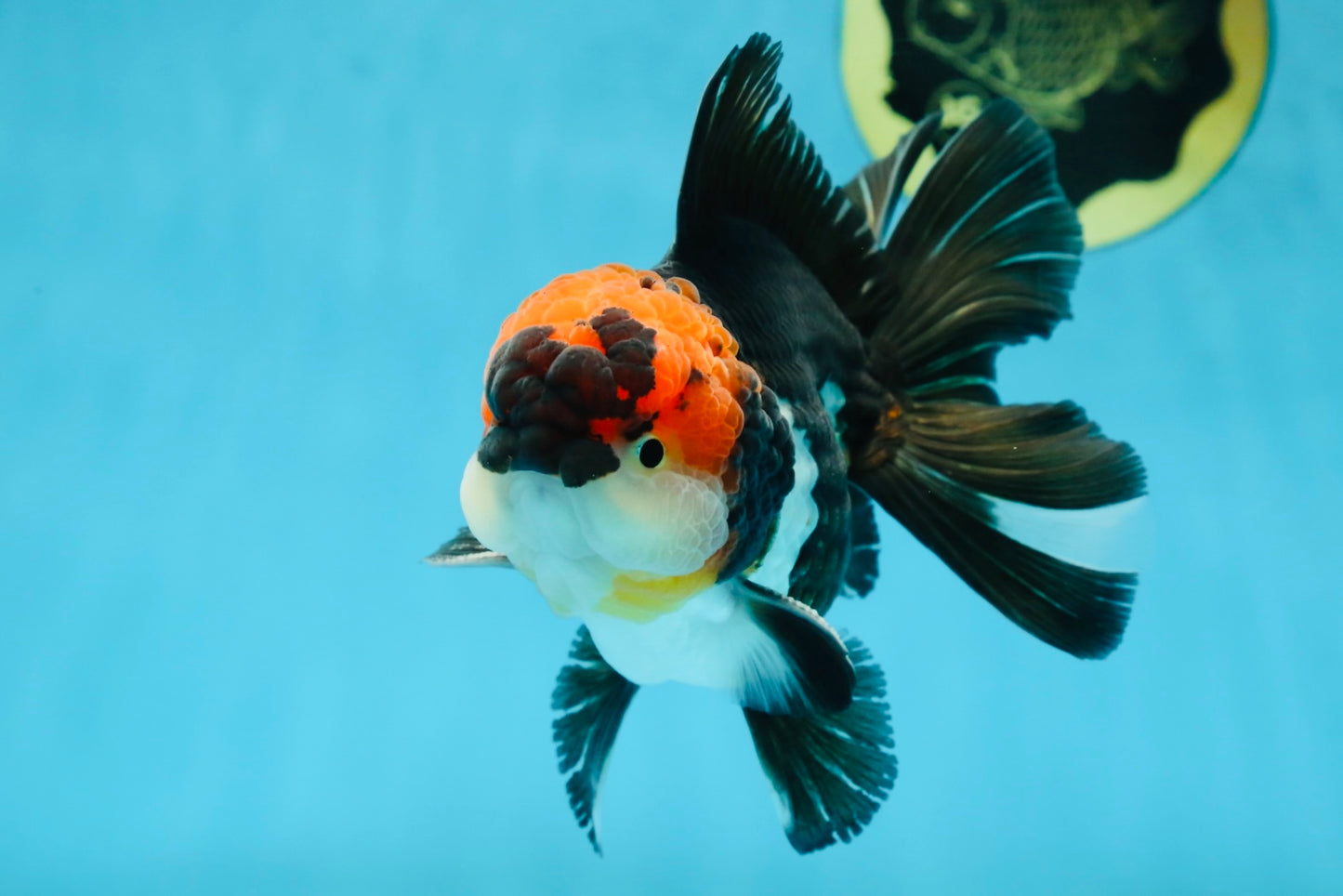 AAA Grade Tricolor Oranda Male 5.5 inches #052325_11