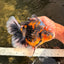 CHUNKY AAA Grade Broadtail Tiger Oranda Male 7-7.5 inches #071026OR_02