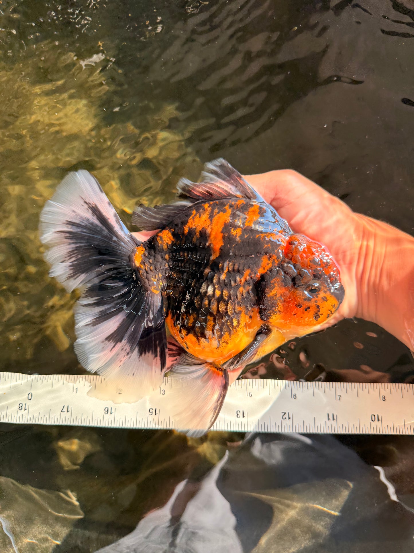 CHUNKY AAA Grade Broadtail Tiger Oranda Male 7-7.5 inches #071026OR_02