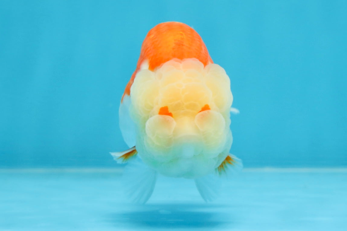 POPCORN AAA Grade Red White Kohaku LionQueen 4 inches #101725LC_05