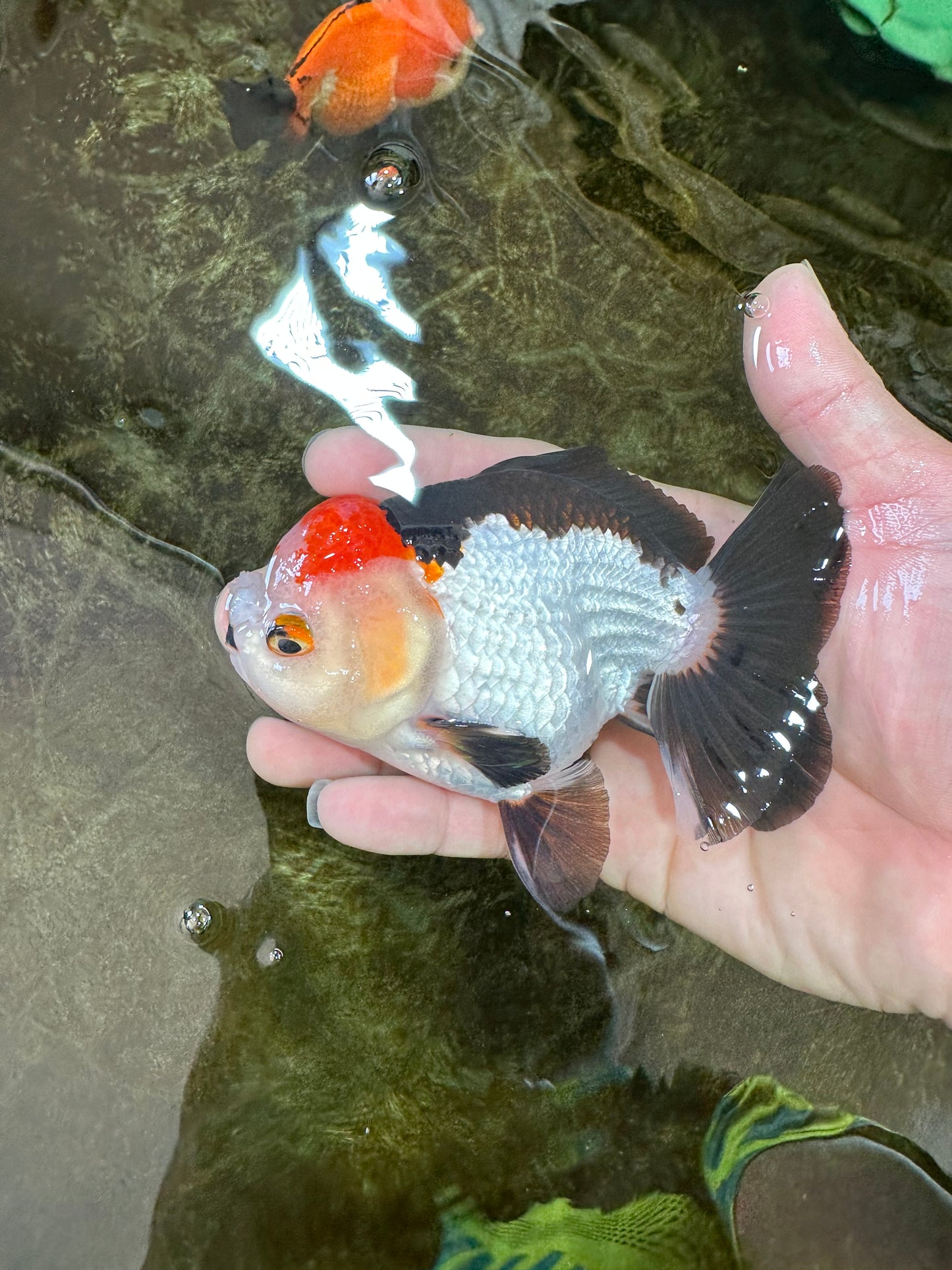 Puppy Pompom Tricolor Yuanbao Male 4.5 inches #071125YB_15