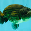 A Grade Black LionQueen 5 inches #082126LC_21
