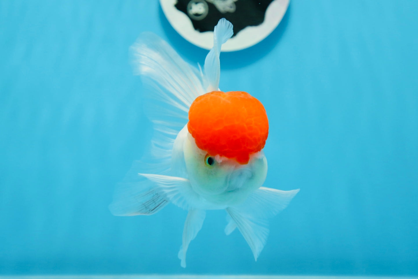 Oranda hembra de gorra roja de grado A, 5 pulgadas, n.° 0913OR_15