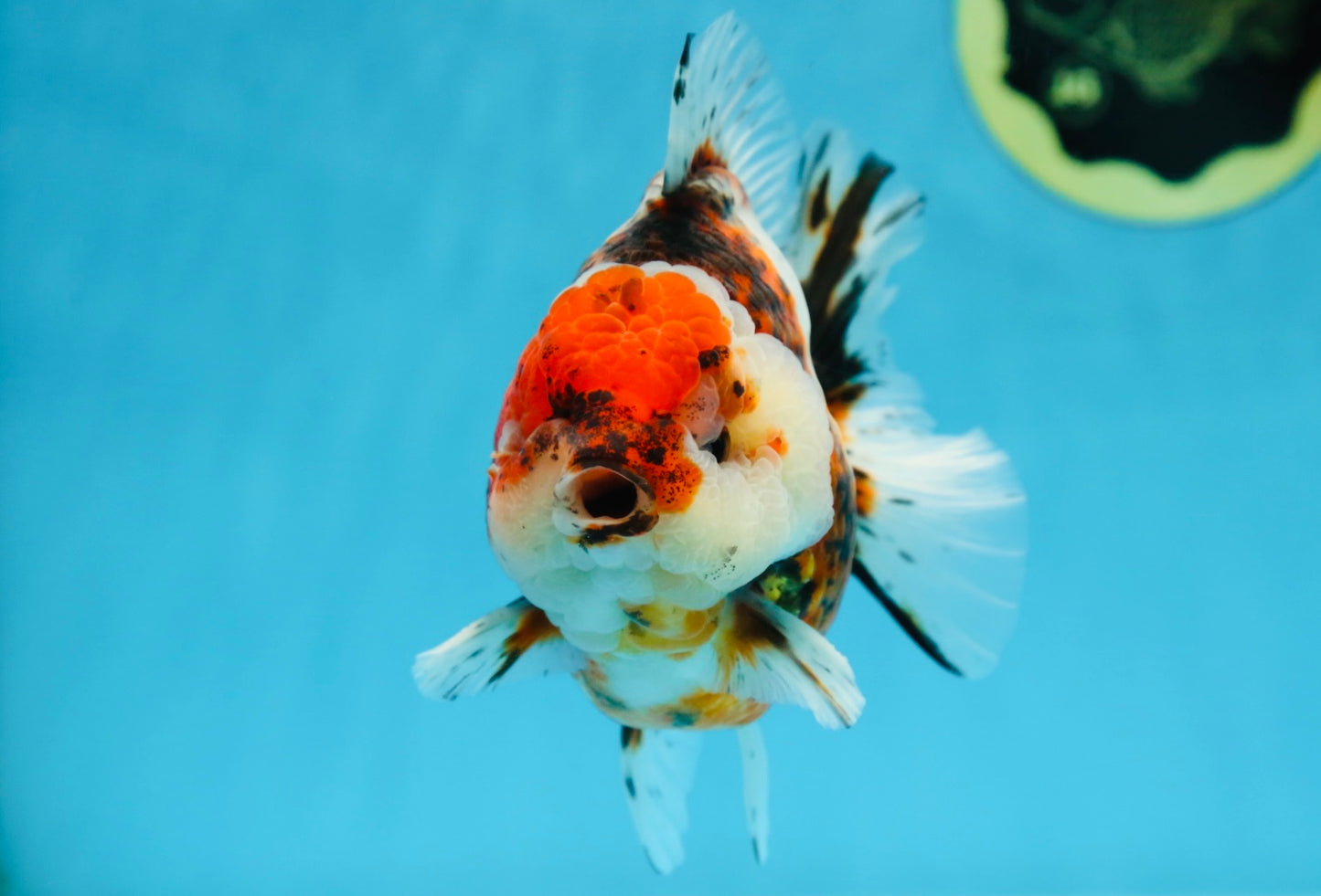 AAA Grade Godzilla Calico Yuanbao Male 4.5-5 inches #080125YB_14