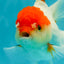 Red White Oranda Female 5 inches #110824OR_05