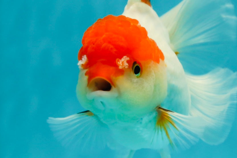 Red White Oranda Female 5 inches #110824OR_05