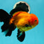 A Grade Apache (Black Orange) Oranda Male 5.5 inches #110124OR_09