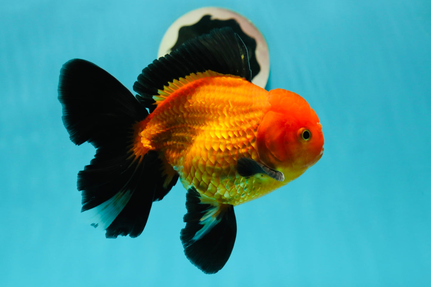 A Grade Apache (Black Orange) Oranda Male 5.5 inches #110124OR_09