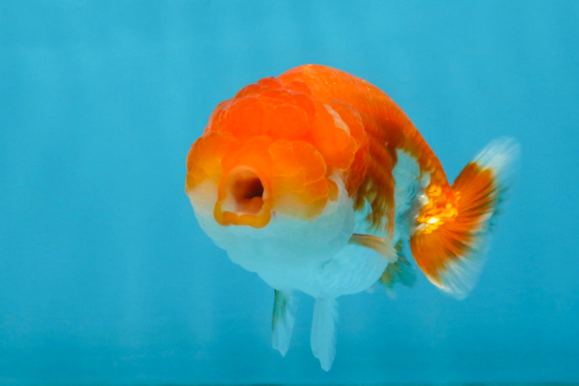 FLUFFY Red White LionChu Female 4.5 inches #120525LC_16