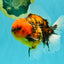 SPECIAL AAA Grade Tiger Oranda Male 5 inches #090426OR_03