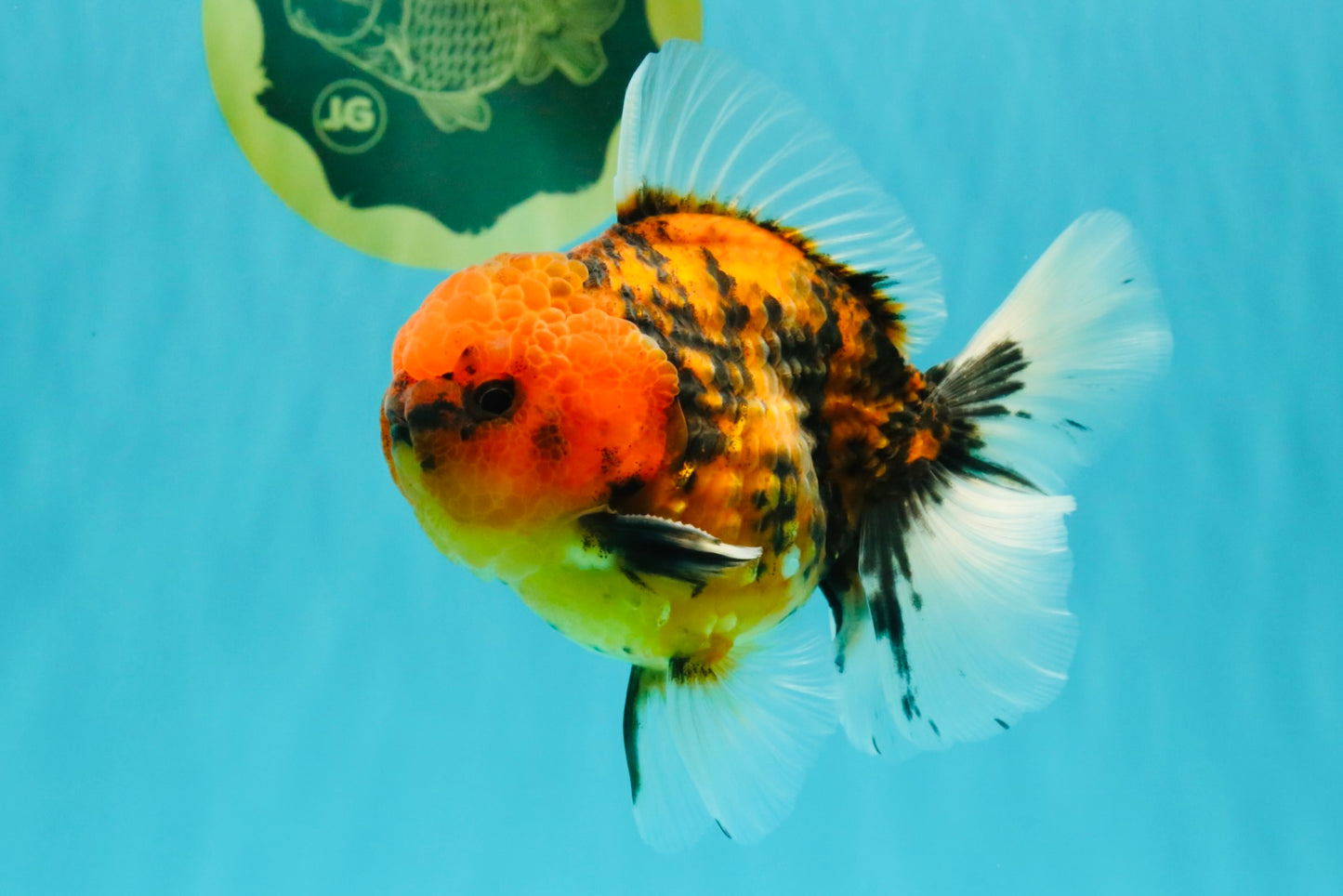 SPECIAL AAA Grade Tiger Oranda Male 5 inches #090426OR_03