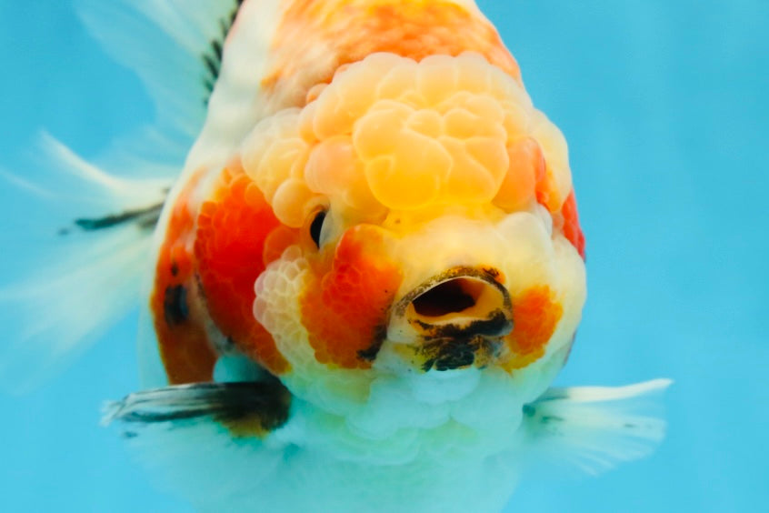 AAA Grade Big Body Godzilla Sakura Button Eyes Yuanbao Female 5-5.5 inches #051625YB_14