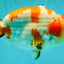 AAA Grade Super Special Sanke Kohaku Sakura Ranchu Female 6-6.5 inches #100226RC_25