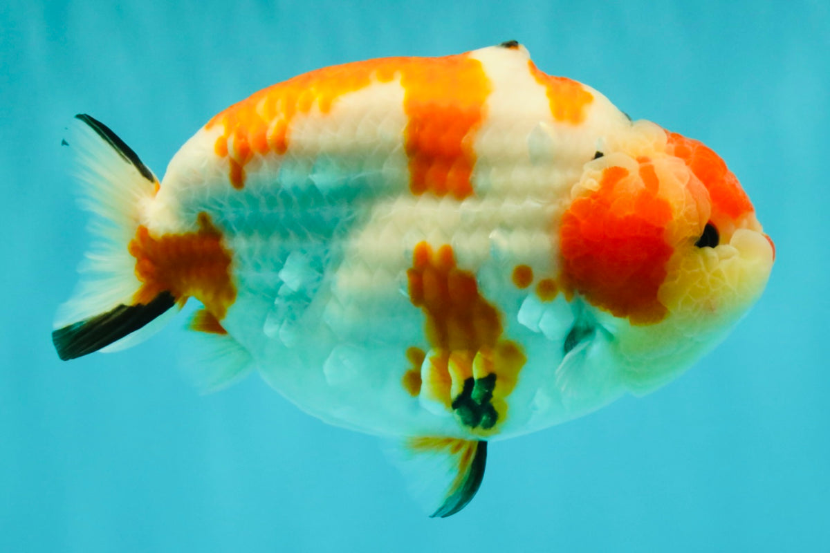 AAA Grade Super Special Sanke Kohaku Sakura Ranchu Female 6-6.5 inches #100226RC_25