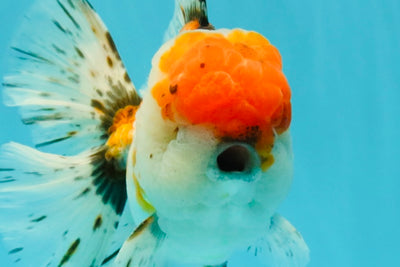 GIANT A Grade Calico Blue Base Oranda Male 7 inches #042426OR_10