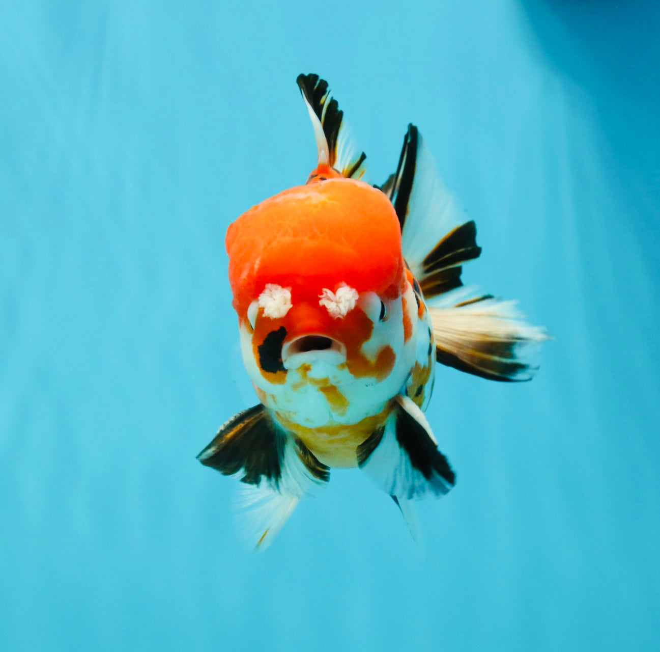 Pompom Tiger Yuanbao Male 5.5 inches #022726YB_07