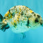 A Grade Tricolor Tiger Ranchu Female 5 inches #080726RC_28