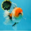 A Grade Flowy Sakura Oranda Female 6 inches #062025OR_22