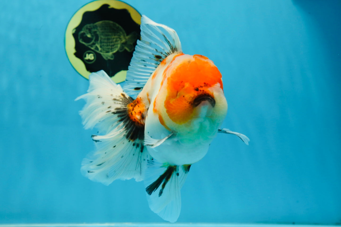 A Grade Flowy Sakura Oranda Female 6 inches #062025OR_22